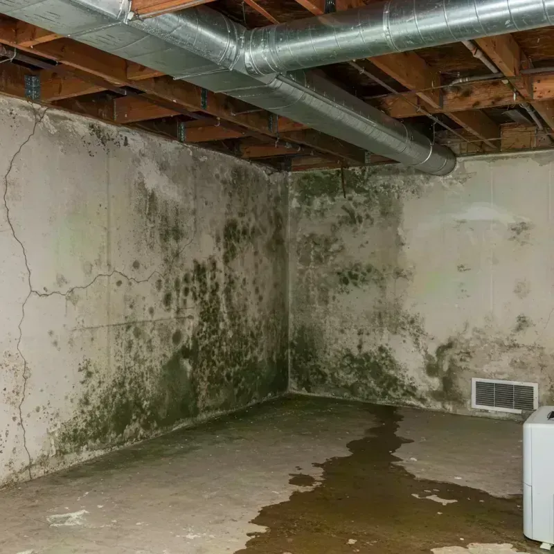 Professional Mold Removal in Knoxville, IL